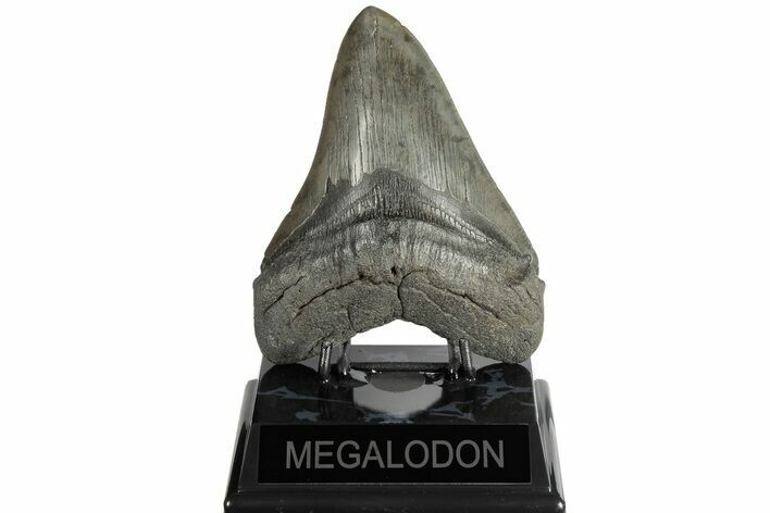 Fossil Megalodon Tooth - South Carolina #185218